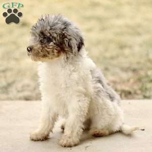 Tara, Mini Sheepadoodle Puppy