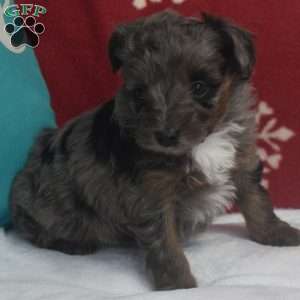 Sasha, Aussiedoodle Puppy