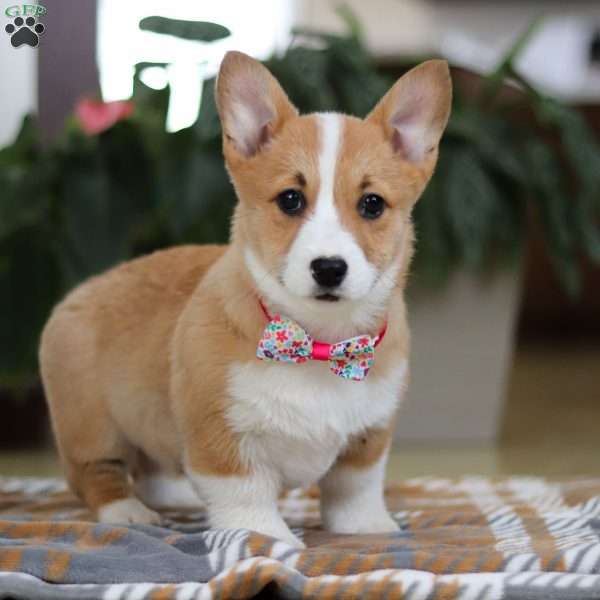 Faith, Pembroke Welsh Corgi Puppy