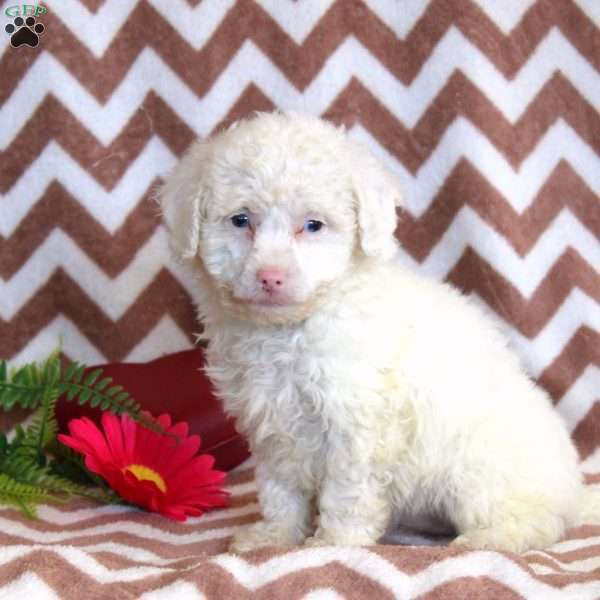 Faith, Toy Poodle Puppy