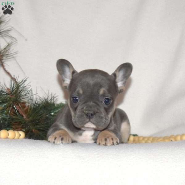 Faith, French Bulldog Puppy