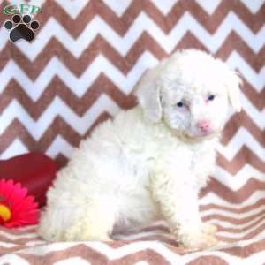 Faith, Toy Poodle Puppy