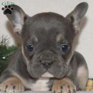 Faith, French Bulldog Puppy