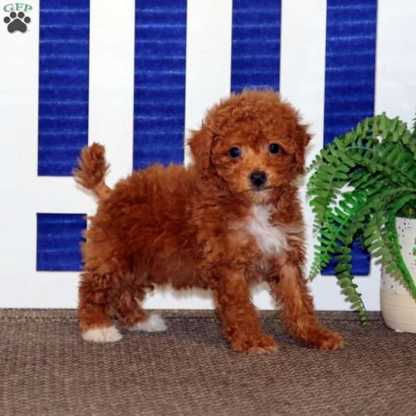 Faith, Toy Poodle Puppy