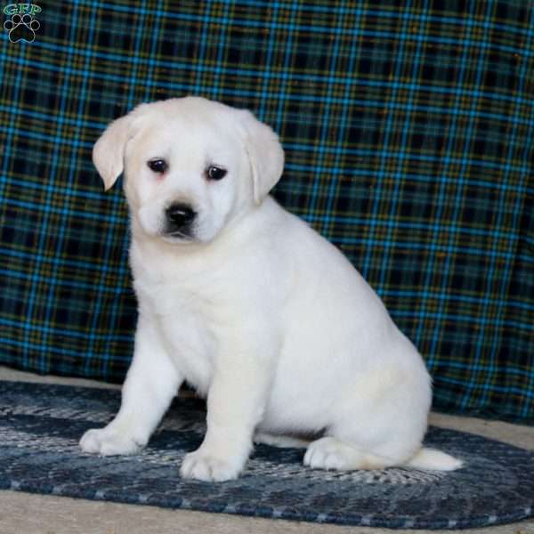 Faith, Yellow Labrador Retriever Puppy