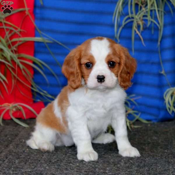 Faith, Cavalier King Charles Spaniel Puppy