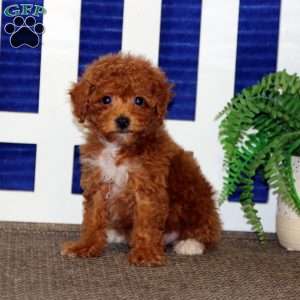 Faith, Toy Poodle Puppy