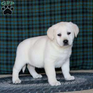 Faith, Yellow Labrador Retriever Puppy