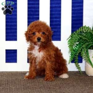 Faith, Toy Poodle Puppy