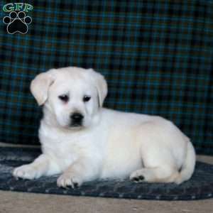 Faith, Yellow Labrador Retriever Puppy