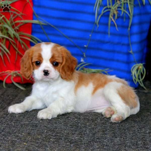 Fancy, Cavalier King Charles Spaniel Puppy