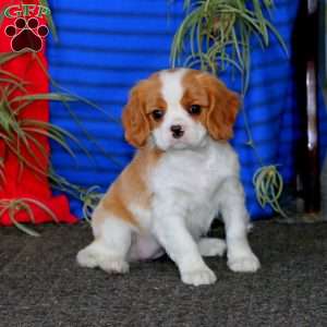 Fancy, Cavalier King Charles Spaniel Puppy