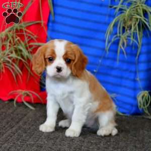 Fancy, Cavalier King Charles Spaniel Puppy