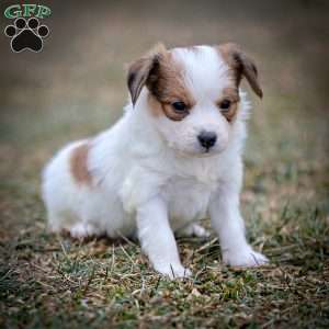 Fansie, Papillon Puppy