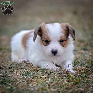 Fansie, Papillon Puppy