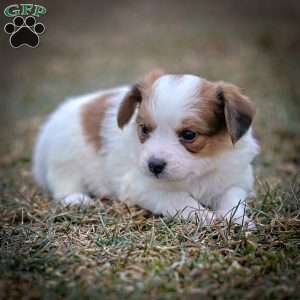 Fansie, Papillon Puppy