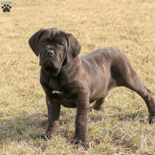 Fanta, Cane Corso Puppy