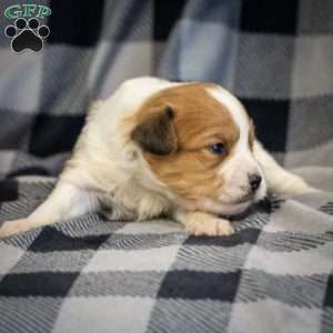 FeeFee, Papillon Puppy