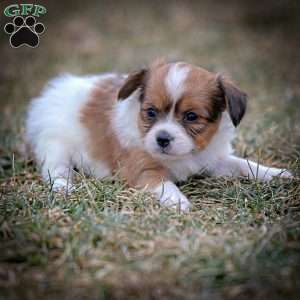 FeeFee, Papillon Puppy