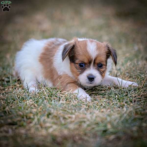 FeeFee, Papillon Puppy