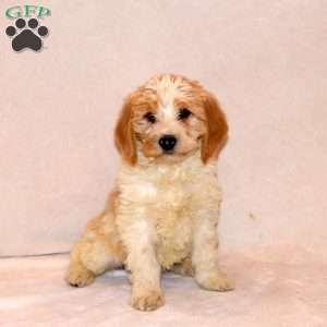 Felicity, Labradoodle Puppy