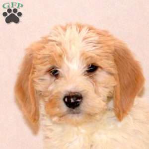 Felicity, Labradoodle Puppy