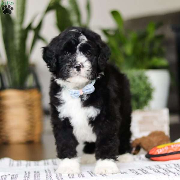 Felix, Bernedoodle Puppy