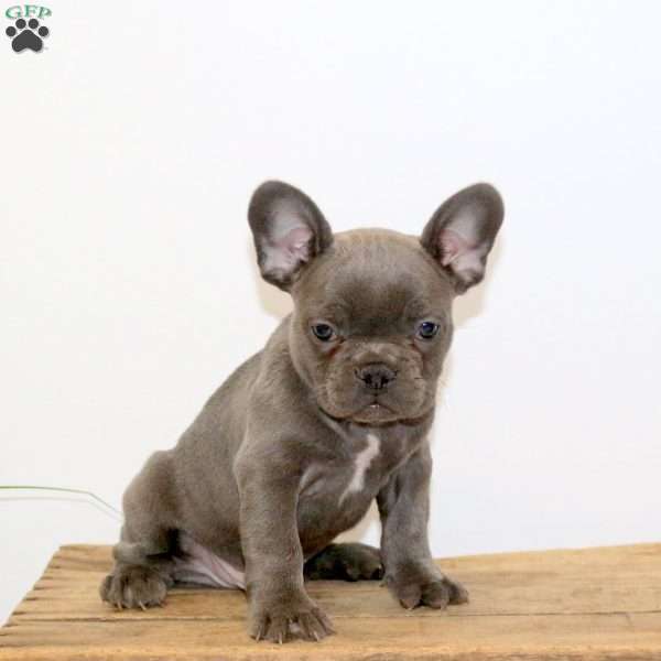 Felix, French Bulldog Puppy