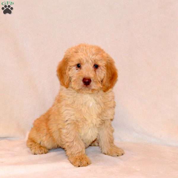 Felix, Labradoodle Puppy