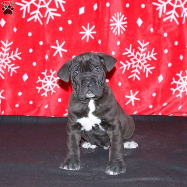 Felix, Cane Corso Puppy