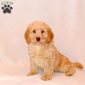 Felix, Labradoodle Puppy