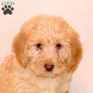 Felix, Labradoodle Puppy