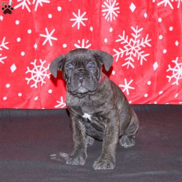 Fergie, Cane Corso Puppy