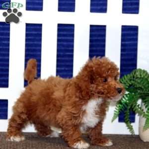 Fergie, Toy Poodle Puppy