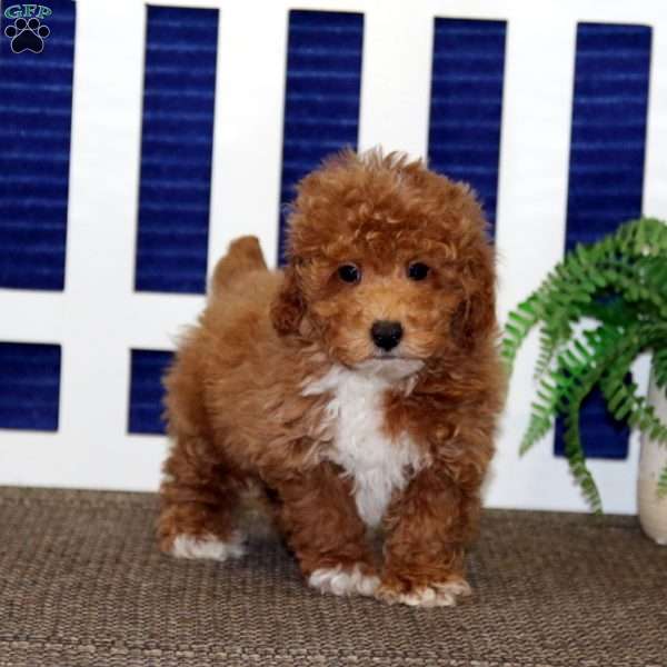 Fergie, Toy Poodle Puppy