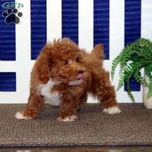 Fergie, Toy Poodle Puppy