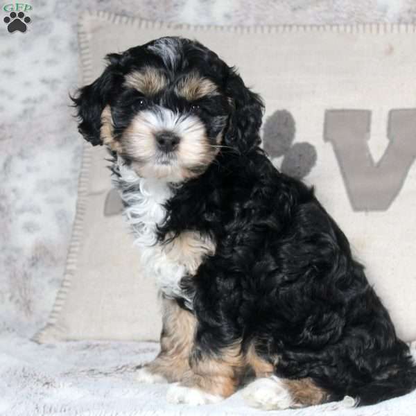 Fern, Cockapoo Puppy