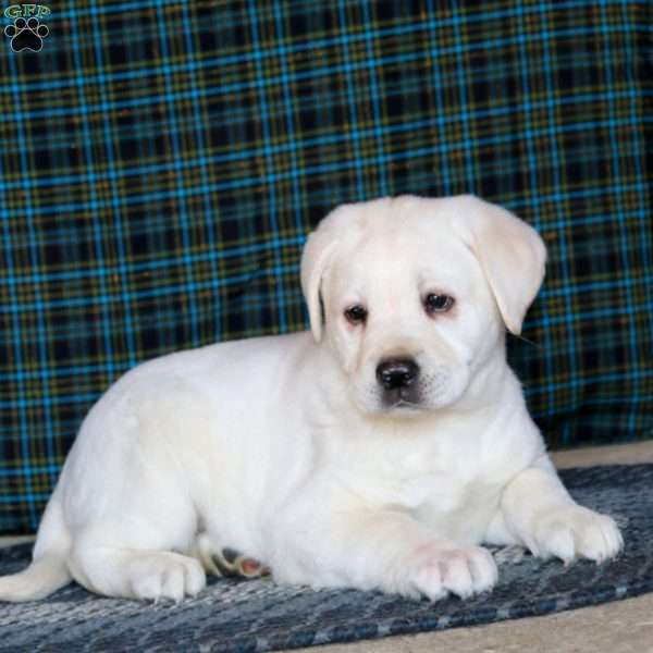 Fern, Yellow Labrador Retriever Puppy