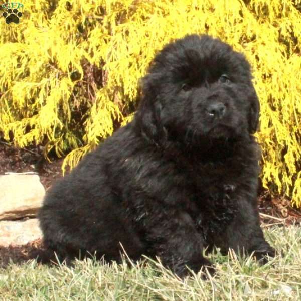 Fido, Newfoundland Puppy