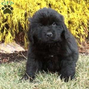 Fido, Newfoundland Puppy