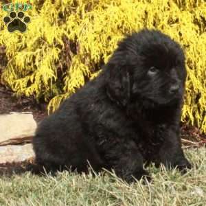 Fido, Newfoundland Puppy