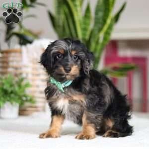 Finley, Cockapoo Puppy