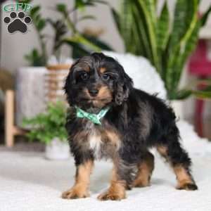 Finley, Cockapoo Puppy