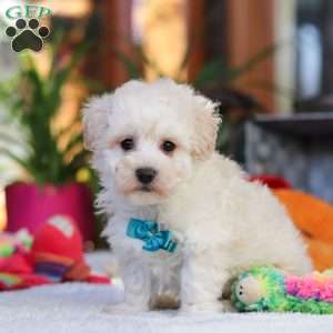 Finn, Maltipoo Puppy