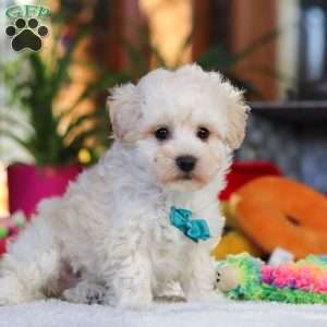 Finn, Maltipoo Puppy