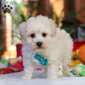 Finn, Maltipoo Puppy