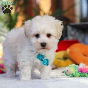 Finn, Maltipoo Puppy