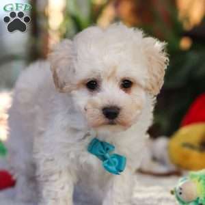 Finn, Maltipoo Puppy