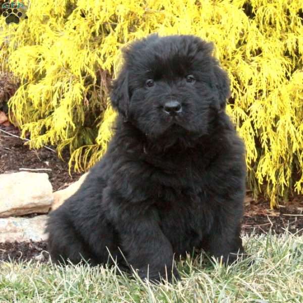 Finn, Newfoundland Puppy