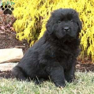 Finn, Newfoundland Puppy